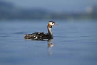 Great Crested Grebe (Podiceps Scalloped ribbonfish), with chicks in plumage swimming in the water,
