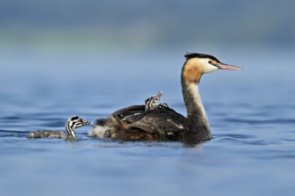 Great Crested Grebe (Podiceps Scalloped ribbonfish), with chicks in plumage swimming in the water,