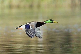 Mallard (Anas platyrhynchos), drake in flight, Switzerland, Europe