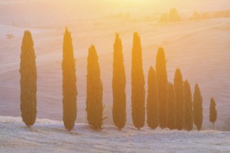 Cypress tres in a typical Tuscan landscape in Val d'Orcia with hills at sunrise in summer, Tuscany,