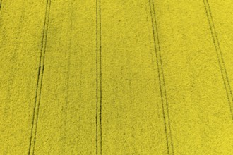Aerial view of traces in a flowering rape field (Brassica nappa), district of Leipzig, Saxony,