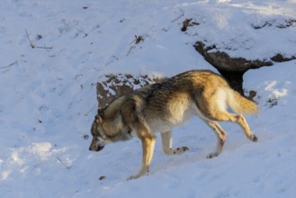 A young grey wolf (Canis lupus lupus) runs across a snow-covered meadow on a cold, sunny day