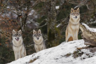 Three grey wolves (Canis lupus lupus) stand on a snow-covered hill behind a fallen tree on a cold,