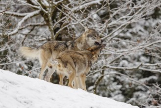 A young grey wolf (Canis lupus lupus) plays with its father on the sloping, snow-covered meadow on