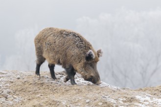 A wild boar (Sus scrofa) searches for food in a frozen field. A forest covered in hoarfrost can be