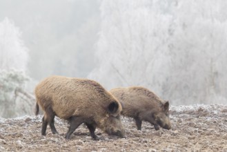 Two wild boars (Sus scrofa) search for food in a frozen field. A forest covered in hoarfrost can be