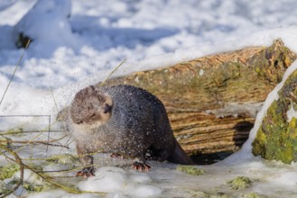 On a sunny day, an otter (Lutra lutra) sits on the ice of a frozen river in front of the root of a