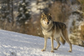 An adult male grey wolf (Canis lupus lupus) stands on a sloping, snow-covered meadow at the edge of