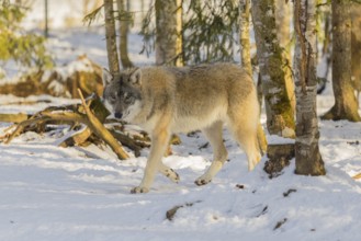 A young grey wolf (Canis lupus lupus) walks across the snowy forest floor on a cold, sunny day