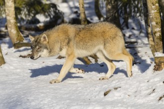 A young grey wolf (Canis lupus lupus) walks across the snow-covered meadow at the edge of the