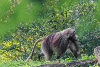 An adult male gelada (Theropithecus gelada), or bloodheart monkey, runs across a green meadow. A