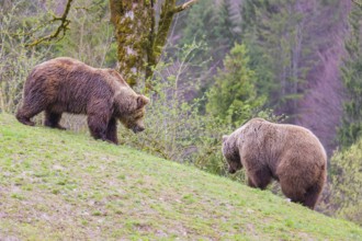 A female and a male eurasian brown bear (Ursus arctos arctos) meet each other the first time on a