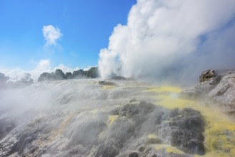 Prince of Wales and Pohutu geysers erupting, Te Puia Thermal Valley, Rotorua, Bay of Plenty, North