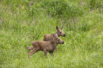Two baby moose or elk, Alces alces, (19 days old, born May 8, 2020) walking through tall fresh