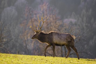 An Altai maral stag, Altai wapiti or Altai elk (Cervus canadensis sibiricus) stands in a meadow in