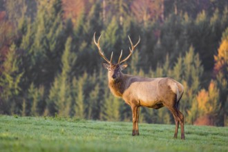 An Altai maral stag, Altai wapiti or Altai elk (Cervus canadensis sibiricus) stands on a meadow in