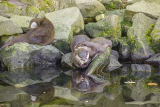 Three oriental small-clawed otter or Asian small-clawed otter (Aonyx cinerea) are standing on a