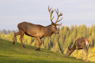A red deer stag (Cervus elaphus) runs across a meadow in the beautiful morning light, down a hill