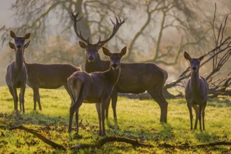 A herd of red deer hind and a stag (Cervus elaphus) stand backlit on a meadow. Early morning light