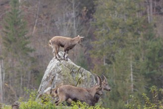 Two male ibex (Capra ibex) standing on a cloudy day on a green meadow on top of a hill. A young