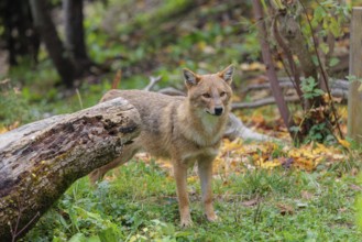 A golden jackal (Canis aureus) stands behind a rotting tree lying on the ground between bushes and