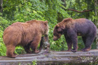 A male and a female Eurasian brown bear (Ursus arctos arctos) meet on a rotting log lying on the