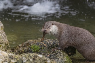 One Eurasian otter (Lutra lutra), sitting on a rock and feeding on a fisch. A little cascade in the