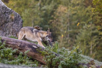 A Eurasian gray wolf (Canis lupus lupus) stretches out on a frosty morning on top of a hill, next