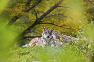 A Eurasian gray wolf (Canis lupus lupus) lies on top of a small hill between rocks and rotting tree