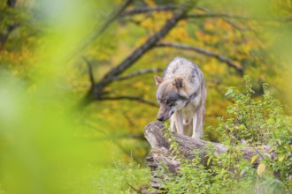 A Eurasian gray wolf (Canis lupus lupus) stands on a lying tree trunk on top of a small hill,