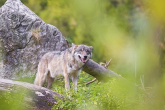 A Eurasian gray wolf (Canis lupus lupus) stands, framed by leaves, on a hill between rocks and