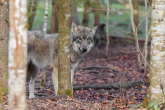 A young grey wolf (Canis lupus lupus) stands in the forest on an overcast day