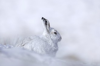 Mountain hare, alpine hare, snow hare (Lepus timidus) in white winter pelage resting in the hills
