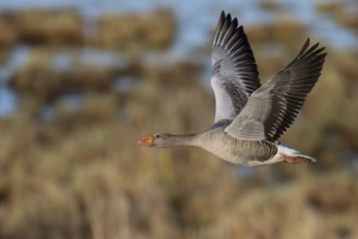 Greylag goose (Anser anser), Sweden, Europe