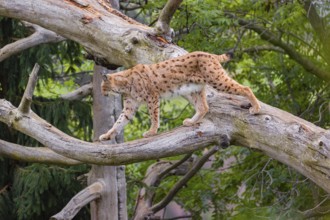 A Eurasian lynx (Lynx lynx) runs up a dead tree lying at an angle