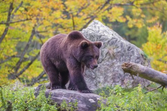 A young male Eurasian brown bear (Ursus arctos arctos) stands on a hill between rotting logs and