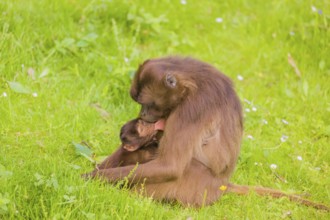 A female Gelada (Theropithecus gelada), or bleeding-heart monkey with her baby sits in a flowering