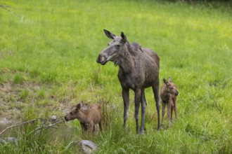 Two baby moose or elk (19 days old, born May 8, 2020) and their mother, Alces alces, standing on a