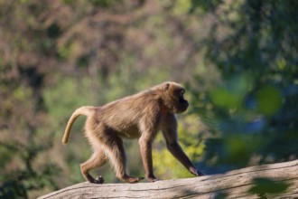 One female Gelada (Theropithecus gelada), or bleeding-heart monkey balancing on a log. A green