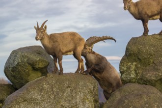 Two ibex (Capra ibex), a male and a female, stand on a rock. The male shows some flehming and