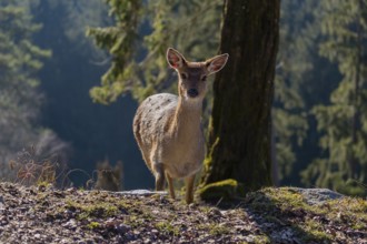 One female Manchurian sika deer or Dybowski's sika deer (Cervus nippon mantchuricus or Cervus