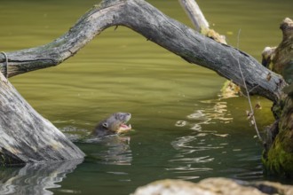 A giant otter or giant river otter (Pteronura brasiliensis) swims in a small river