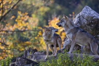 Two eurasian gray wolves (Canis lupus lupus) stand on a log in front of a white rock, showing some