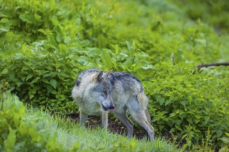 One eurasian gray wolf (Canis lupus lupus) stands on a green meadow in an open forest