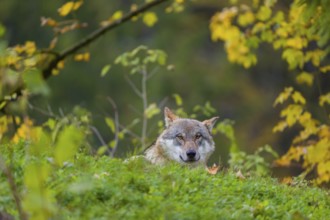 One eurasian gray wolf (Canis lupus lupus) stands on a hill, observing the area. A forest in fall