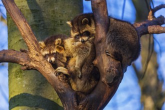 A group of raccoons sitting high in a tree