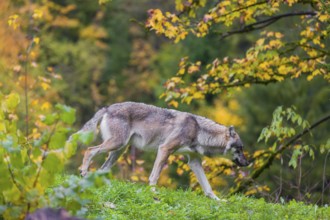 An adult male eurasian gray wolf (Canis lupus lupus) runs on hilly terrain on a green meadow,