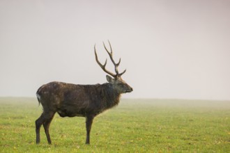 A Sambar stag (Rusa unicolor), stands on a meadow in dense fog