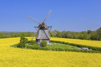 Farver Mühle, Farver windmill, smock mill in flowering rape field at Wangels, municipality in