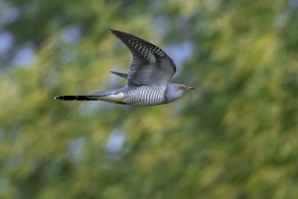 Common cuckoo (Cuculus canorus) adult male flying in forest in spring